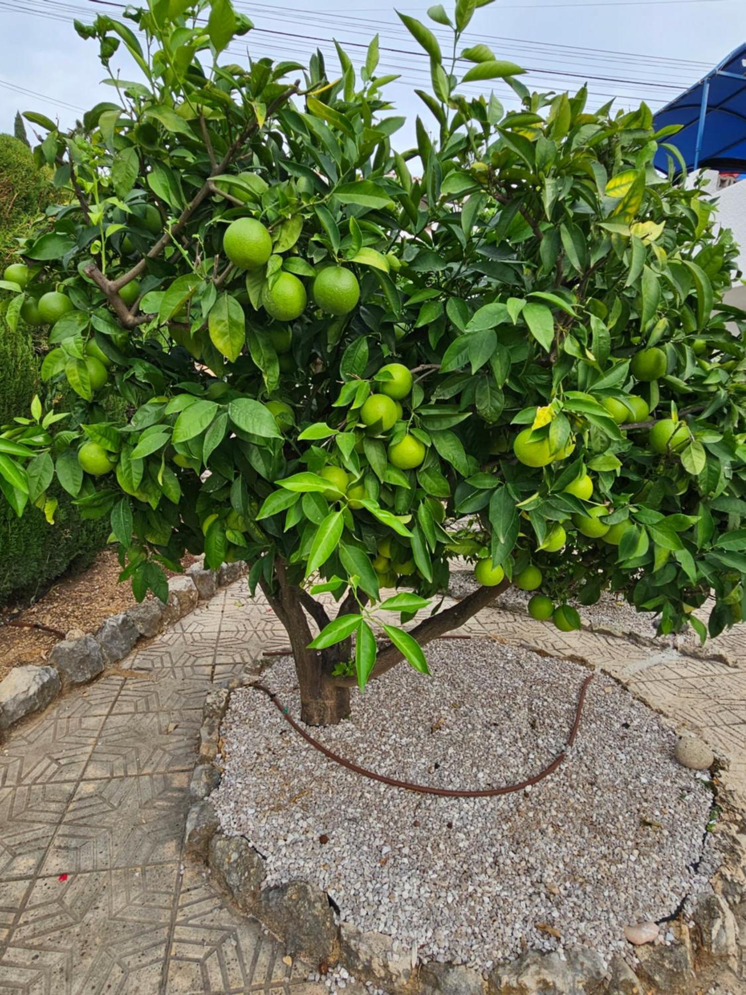 Casa Lima Βίλα Orba Εξωτερικό φωτογραφία